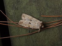 Nameless Pinion Moth